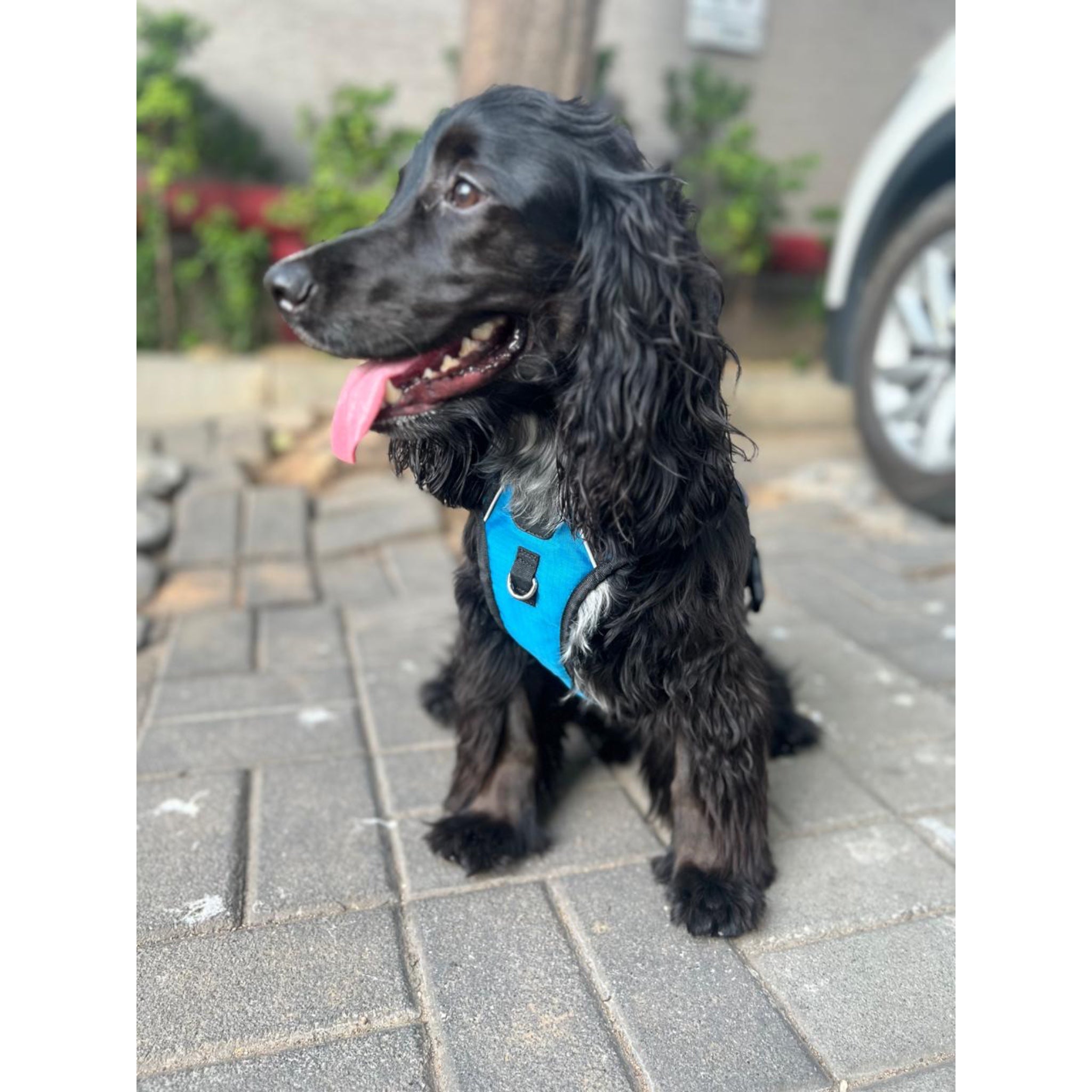 Dog Harness with buckles