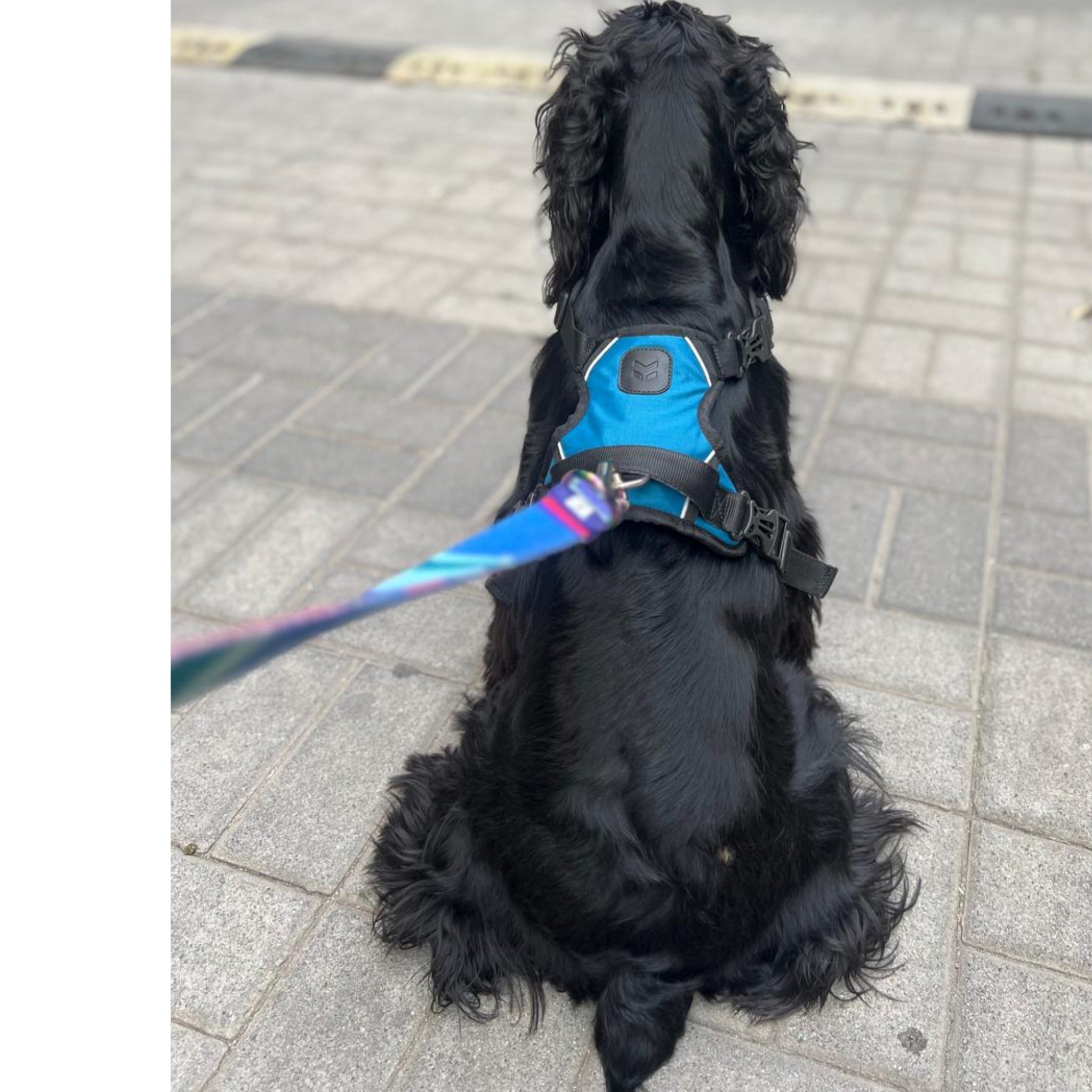 Dog Harness with buckles